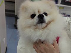 -瑞鹏宠物医院·爱宠堂·骨外专科(西荷分院)