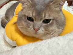 -纳吉亚猫专科动物诊疗中心(蒋宅口分院)