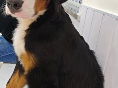 -汪说·狗咖·拼豆·宠物周边DIY(旺城大厦店)
