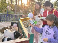 -合肥滨湖国家森林公园