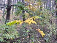 -帽儿山国家森林公园