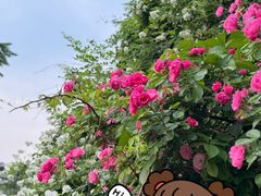 -小时光咖啡馆(北锣鼓巷店)