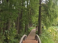 -东湖落雁景区