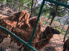 -大连铭湖国际观光牧场
