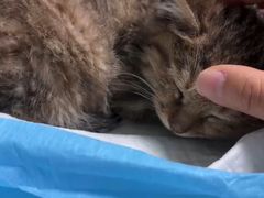 -中农大我爱我爱24h动物医院·中医针灸·猫专科·骨科医疗中心(双井店)
