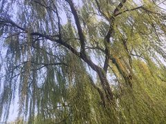 -洛阳市隋唐城遗址植物园