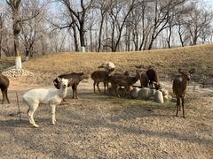 -北京野生动物园