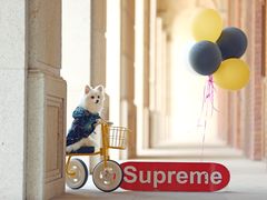-超宠爱宠物摄影-Super pet