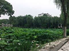 -荷花公园