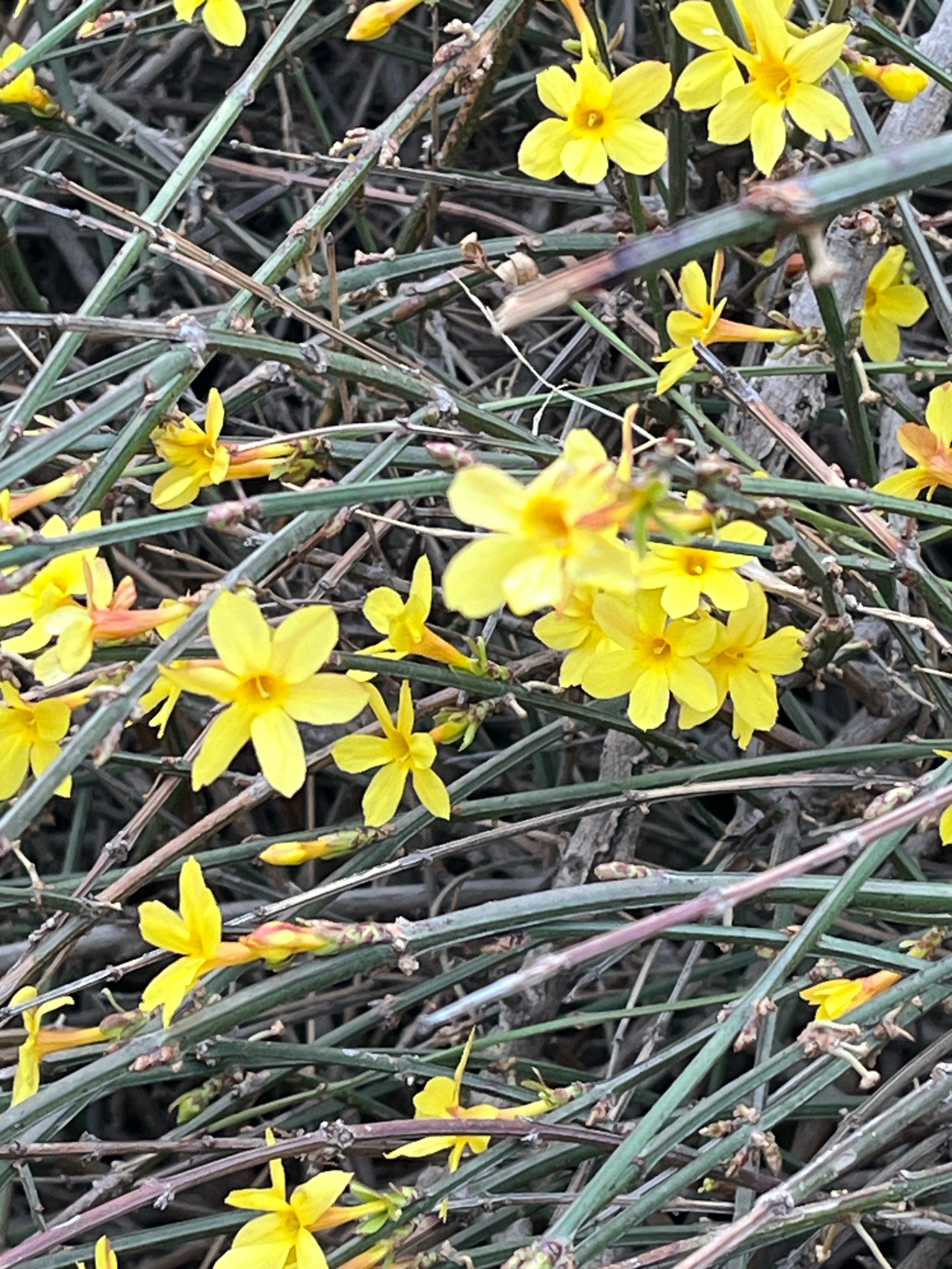 迎春花生物笔记图片