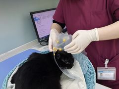 -纳吉亚猫专科动物医院·北北分院