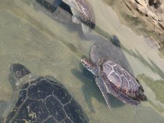 -北戴河圣蓝海洋公园