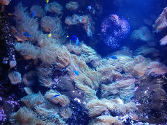 -悉尼海洋生物水族馆