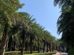 -三亚海棠湾喜来登度假酒店大堂吧