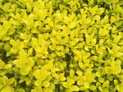 -白塘生态植物园