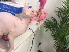 -团子家猫咪猫咖馆·柯基·柯尔鸭