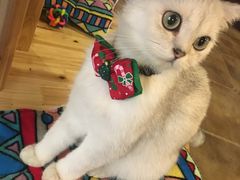 -共舞时光猫咖·狗咖(新街口店)