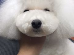 -鑫艺宠物美容培训学校