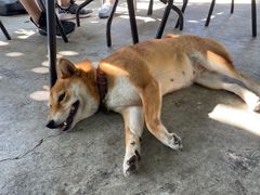 -柴犬高等学院·狗咖·柴犬售卖·宠物训练