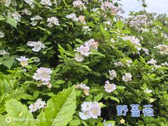 -昆山城市生态森林公园