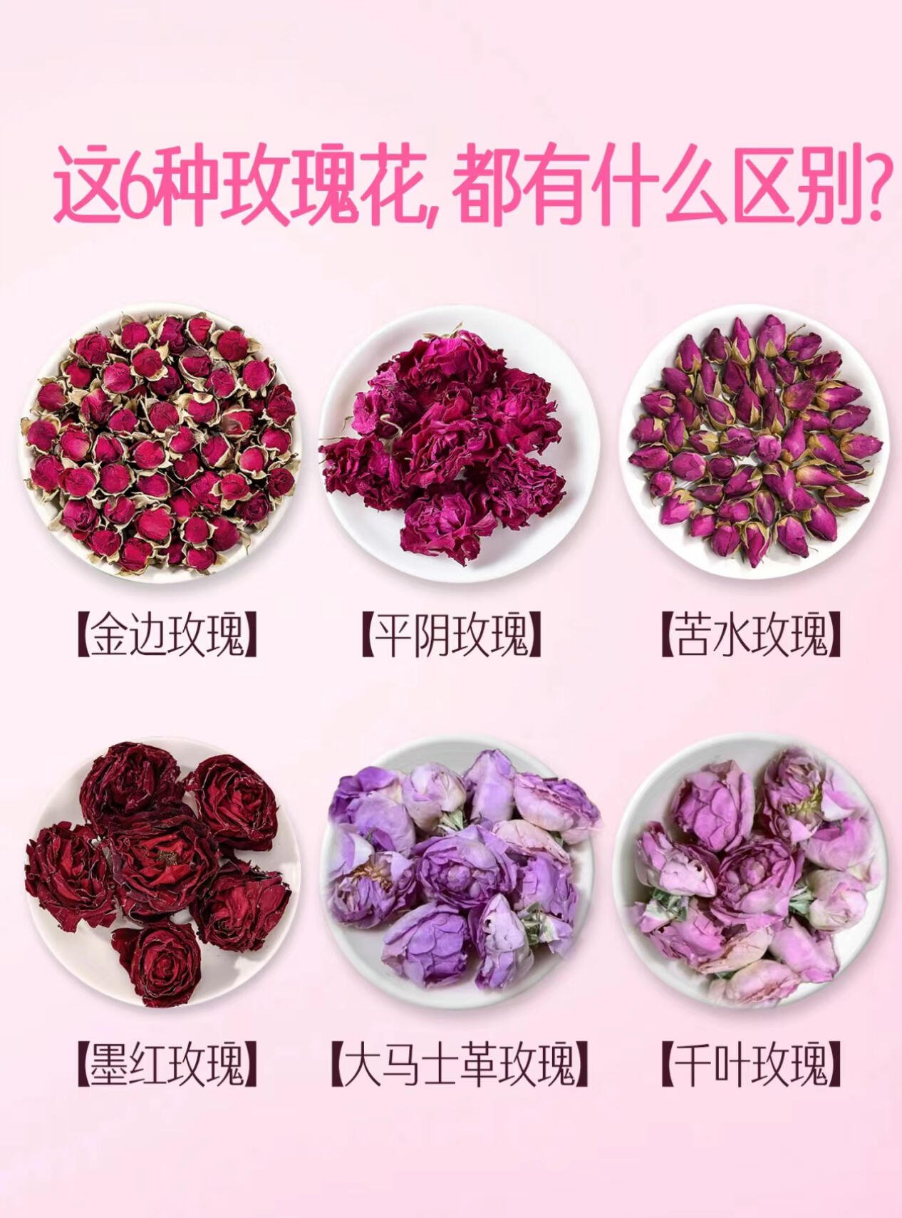 玫瑰花的样子介绍图片