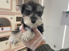 -翊宠yipet猫狗购宠庄园犬舍•猫舍