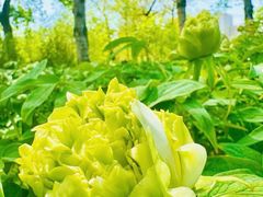 -莲花池公园