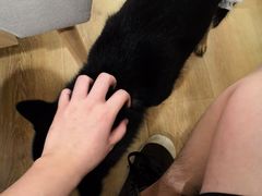 -柴犬小屋·柴餐厅·狗咖食堂(金鼎广场店)