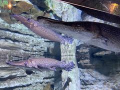 -迪拜水族馆及水下动物园
