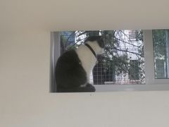 -李小姐の猫咖啡馆(五角场店)