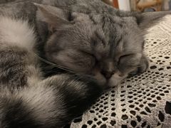 -猫友咖啡店(玉林西路店)