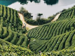 -龙坞茶村