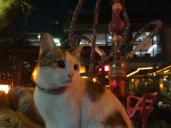 -城墙外BAR
