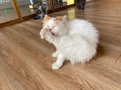 -猫的茶·猫咖