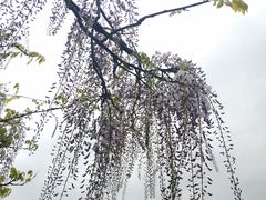 -嘉定紫藤园