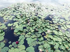 -白鹭湾湿地公园