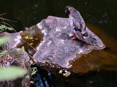 -广州兰圃