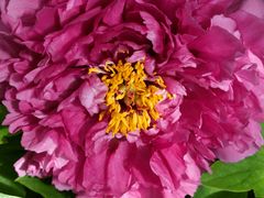 -洛阳郁金香牡丹园