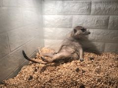 -平行世界·猫咖(首经贸店)