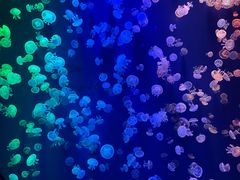 -成都浩海立方海洋公园