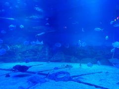 -烟台海昌鲸鲨海洋公园