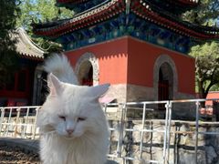 -大觉寺-停车场