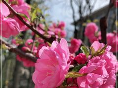 -海棠花溪(元大都城垣遗址公园)
