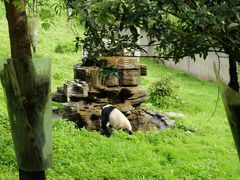 -中国大熊猫保护研究中心雅安碧峰峡基地