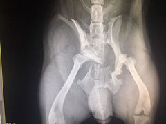 -睿金宠物医院·CT·肿瘤·骨外科
