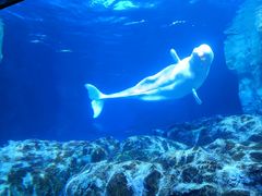 -珠海长隆海洋王国