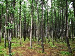 景点-塞罕坝国家级自然保护区