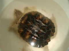 -大鹏饭店·金陵家宴(奥体中心店)