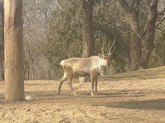 -北京野生动物园