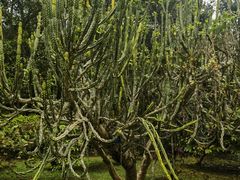 -中国科学院西双版纳热带植物园